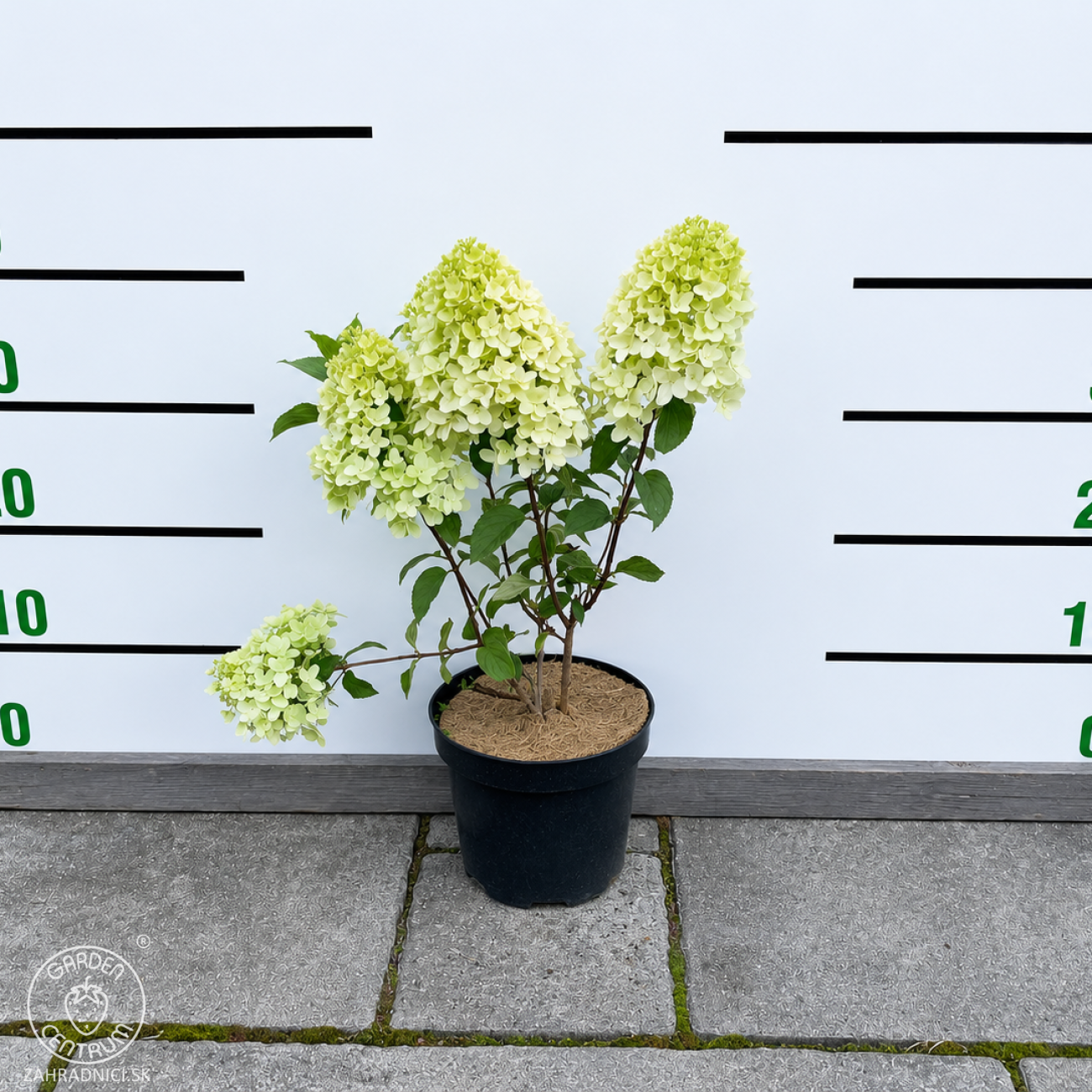 Obrázok Hortenzia metlinatá (Hydrangea paniculata) ´LIVING SUGAR RUSH® by LIVING CREATIONS® - výška 30-40 cm, kont. C2L